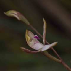 Caladenia moschata (Musky Caps) at Bruce, ACT - 30 Sep 2023 by ConBoekel
