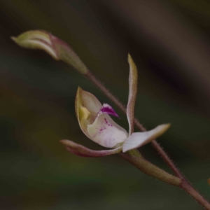 Caladenia moschata at Bruce, ACT - suppressed