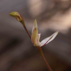 Caladenia moschata at Bruce, ACT - 1 Oct 2023