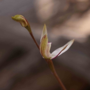 Caladenia moschata at Bruce, ACT - 1 Oct 2023