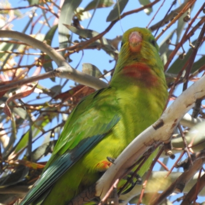 Polytelis swainsonii (Superb Parrot) at Stirling, ACT - 1 Oct 2023 by HelenCross