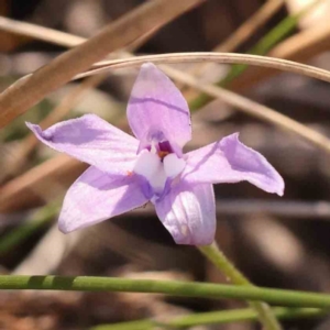 Glossodia major at Bruce, ACT - suppressed