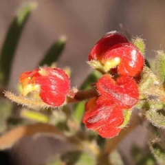 Grevillea alpina (Mountain Grevillea / Cat's Claws Grevillea) at Bruce, ACT - 1 Oct 2023 by ConBoekel