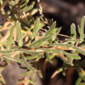 Grevillea alpina at Bruce, ACT - 1 Oct 2023 09:34 AM