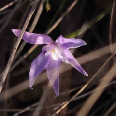 Glossodia major (Wax Lip Orchid) at Bruce Ridge - 30 Sep 2023 by ConBoekel