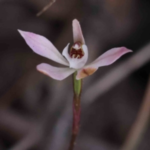 Caladenia fuscata at Bruce, ACT - 1 Oct 2023