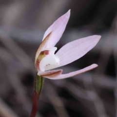 Caladenia fuscata at Bruce, ACT - suppressed