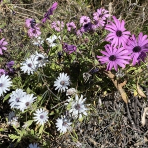 Dimorphotheca ecklonis at Karabar, NSW - 1 Oct 2023