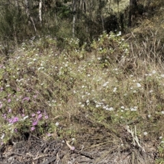 Dimorphotheca ecklonis at Karabar, NSW - 1 Oct 2023