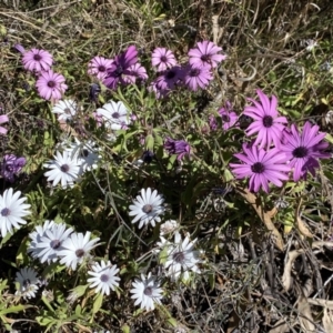 Dimorphotheca ecklonis at Karabar, NSW - 1 Oct 2023