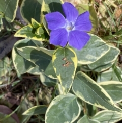 Vinca major (Blue Periwinkle) at Karabar, NSW - 1 Oct 2023 by Steve_Bok