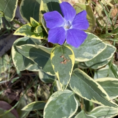 Vinca major (Blue Periwinkle) at Karabar, NSW - 1 Oct 2023 by SteveBorkowskis