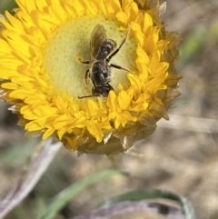 Lasioglossum (Chilalictus) lanarium (Halictid bee) at Karabar, NSW - 1 Oct 2023 by SteveBorkowskis