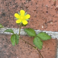 Potentilla indica (Indian Strawberry) at Karabar, NSW - 1 Oct 2023 by Steve_Bok