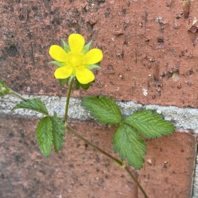 Potentilla indica (Indian Strawberry) at Karabar, NSW - 1 Oct 2023 by Steve_Bok