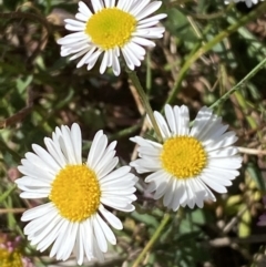 Erigeron karvinskianus (Seaside Daisy) at Karabar, NSW - 1 Oct 2023 by SteveBorkowskis