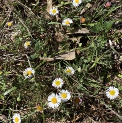 Erigeron karvinskianus at Karabar, NSW - 1 Oct 2023