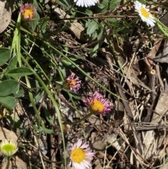 Erigeron karvinskianus at Karabar, NSW - 1 Oct 2023 01:52 PM