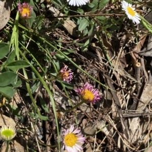 Erigeron karvinskianus at Karabar, NSW - 1 Oct 2023 01:52 PM