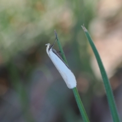 Philobota xiphostola at Gungahlin, ACT - 30 Sep 2023 by RAllen