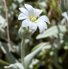 Cerastium tomentosum (Snow-in-summer) at Karabar, NSW - 1 Oct 2023 by SteveBorkowskis