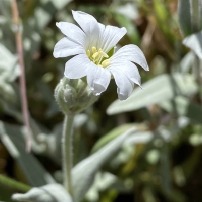 Cerastium tomentosum (Snow-in-summer) at Karabar, NSW - 1 Oct 2023 by SteveBorkowskis