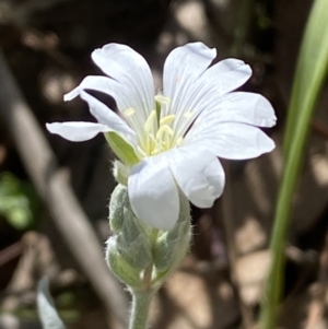 Cerastium tomentosum at Karabar, NSW - 1 Oct 2023 01:52 PM