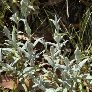 Cerastium tomentosum at Karabar, NSW - 1 Oct 2023
