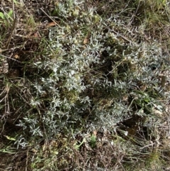 Cerastium tomentosum at Karabar, NSW - 1 Oct 2023 01:52 PM