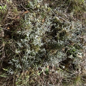 Cerastium tomentosum at Karabar, NSW - 1 Oct 2023 01:52 PM