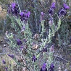 Lavandula stoechas (Spanish Lavender or Topped Lavender) at Karabar, NSW - 1 Oct 2023 by SteveBorkowskis