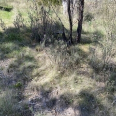 Lavandula stoechas at Karabar, NSW - 1 Oct 2023 01:37 PM