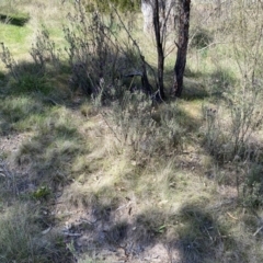 Lavandula stoechas at Karabar, NSW - 1 Oct 2023