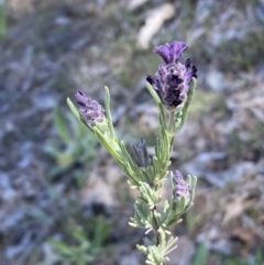 Lavandula stoechas at Karabar, NSW - 1 Oct 2023