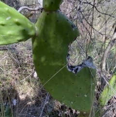 Opuntia ficus-indica (Indian Fig, Spineless Cactus) at Karabar, NSW - 1 Oct 2023 by SteveBorkowskis