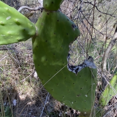 Opuntia ficus-indica (Indian Fig, Spineless Cactus) at Karabar, NSW - 1 Oct 2023 by SteveBorkowskis