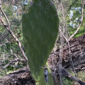 Opuntia ficus-indica at Karabar, NSW - 1 Oct 2023