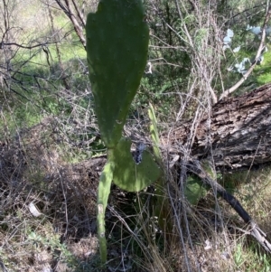 Opuntia ficus-indica at Karabar, NSW - 1 Oct 2023