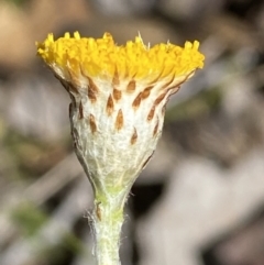 Leptorhynchos squamatus (Scaly Buttons) at Mount Jerrabomberra - 1 Oct 2023 by Steve_Bok