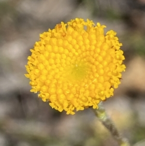 Leptorhynchos squamatus at Karabar, NSW - 1 Oct 2023