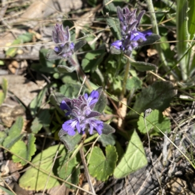 Ajuga australis (Austral Bugle) at Mount Jerrabomberra - 1 Oct 2023 by Steve_Bok