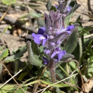 Ajuga australis at Karabar, NSW - 1 Oct 2023 01:13 PM