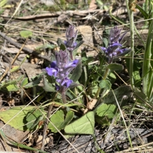 Ajuga australis at Karabar, NSW - 1 Oct 2023 01:13 PM