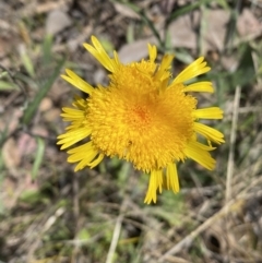 Podolepis jaceoides (Showy Copper-wire Daisy) at Karabar, NSW - 1 Oct 2023 by SteveBorkowskis