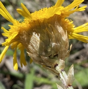 Podolepis jaceoides at Karabar, NSW - 1 Oct 2023