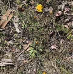 Podolepis jaceoides at Karabar, NSW - 1 Oct 2023