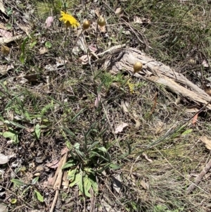 Podolepis jaceoides at Karabar, NSW - 1 Oct 2023