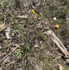 Podolepis jaceoides at Karabar, NSW - 1 Oct 2023