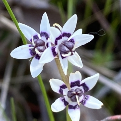 Wurmbea dioica subsp. dioica (Early Nancy) at QPRC LGA - 1 Oct 2023 by Steve_Bok