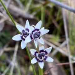 Wurmbea dioica subsp. dioica at Karabar, NSW - 1 Oct 2023